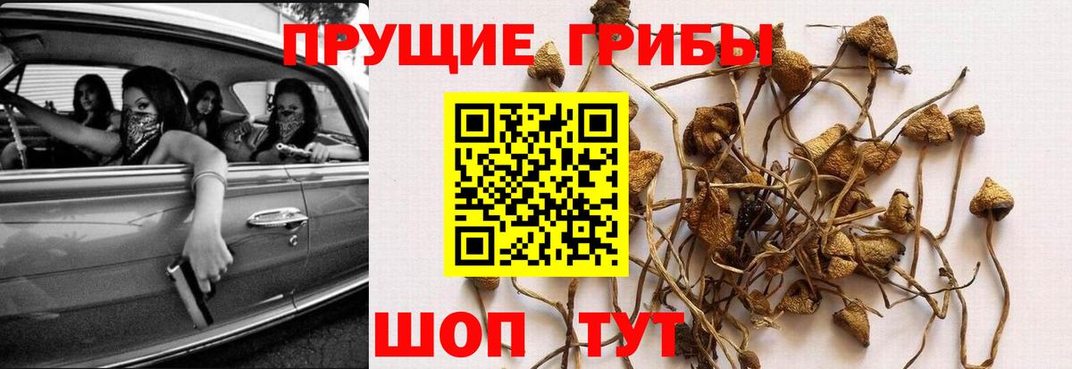 Калуга  закладки  Псилоцибиновые грибы мицелий  Вход с VPN  Галлюциногенные грибы Cubensis 